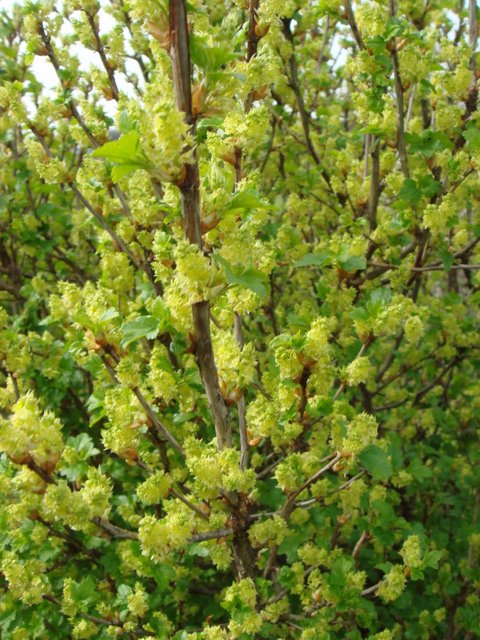 Ribes alpinum P20 P26